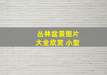 丛林盆景图片大全欣赏 小型